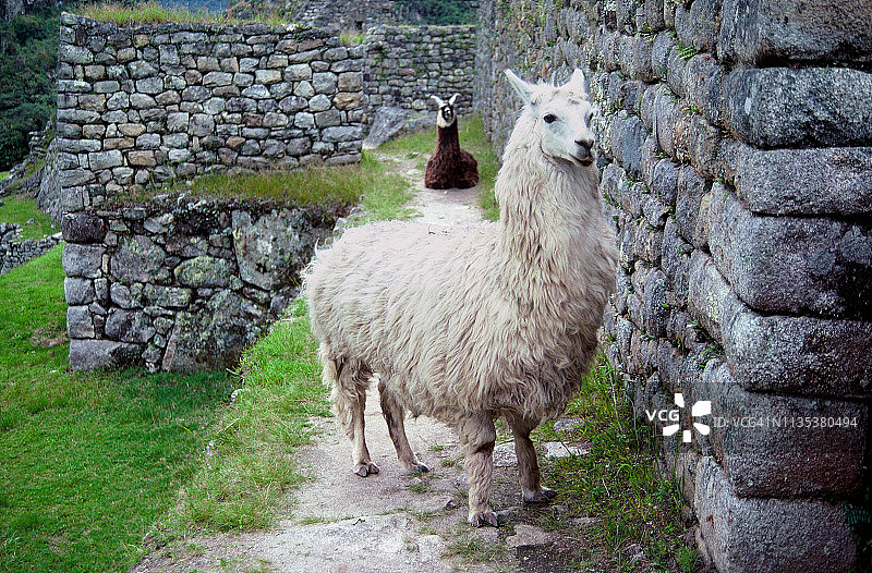 秘鲁马丘比丘古印加圣城的羊驼图片素材