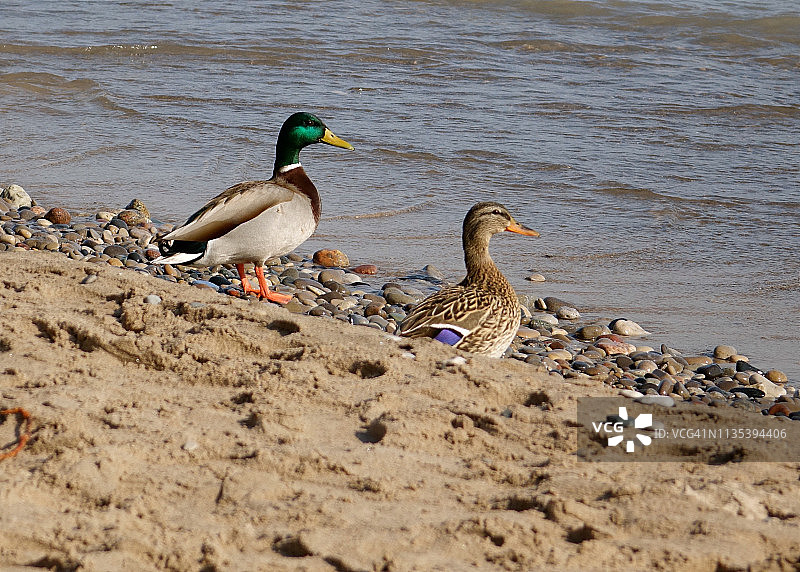 密歇根湖的野鸭图片素材
