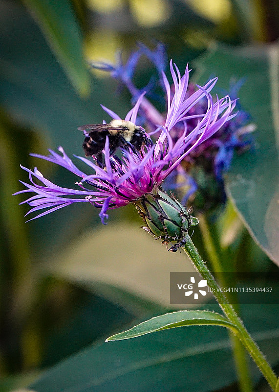 紫色花朵（矢车菊）上的蜜蜂图片素材