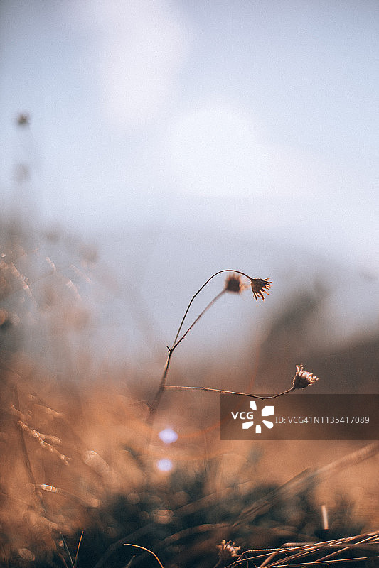 沙漠之花图片素材