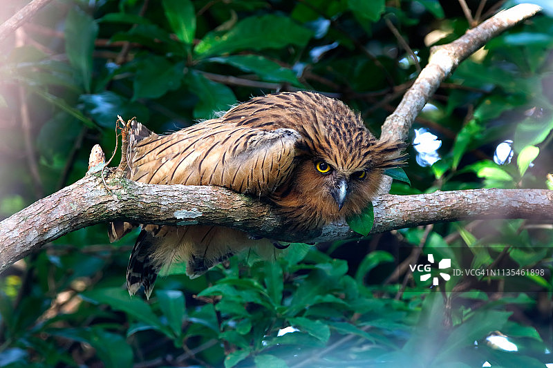 美丽的泰国鸟类：马来渔鸮图片素材