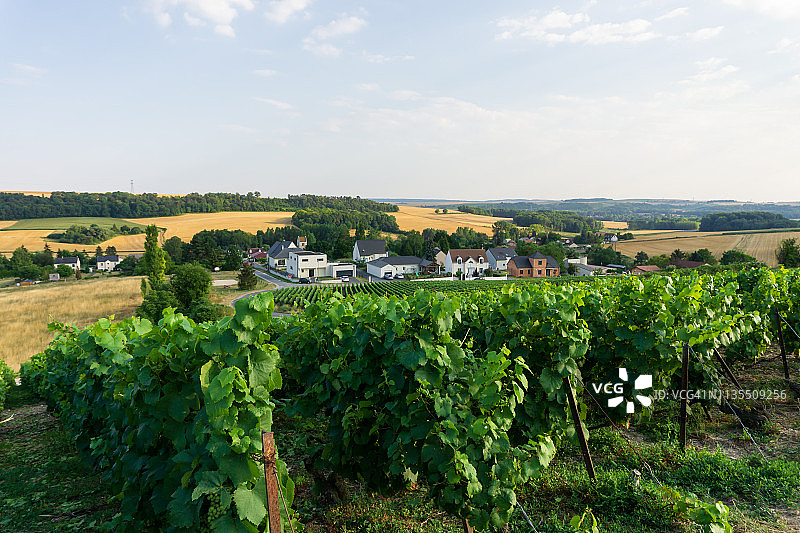 香槟葡萄园中的一排葡萄藤图片素材