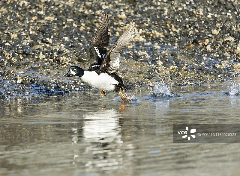 正在起飞的巴로우金眼鸭图片素材