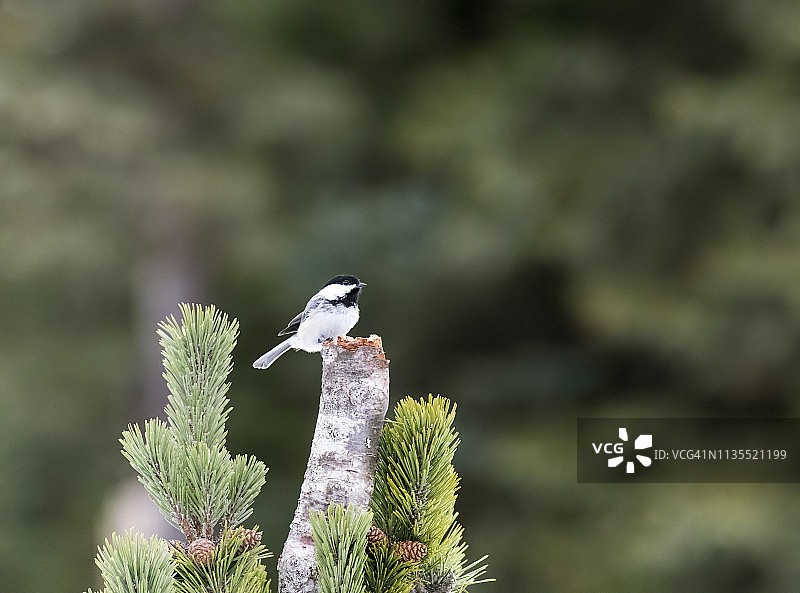 戴黑帽山雀图片素材