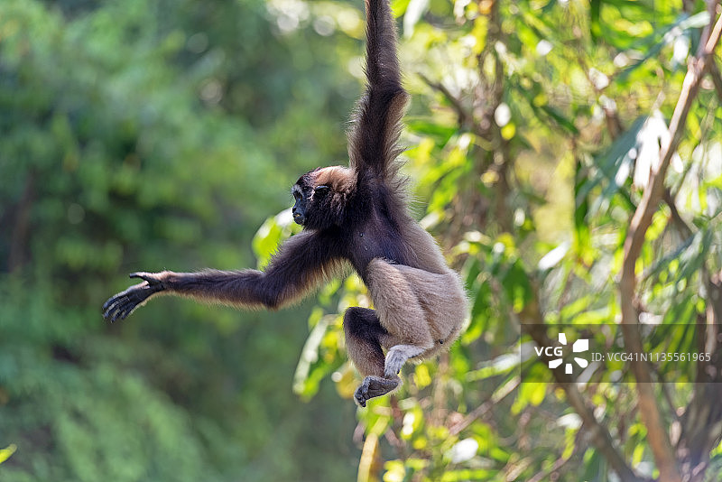 跳跃的婆罗洲灰长臂猿图片素材