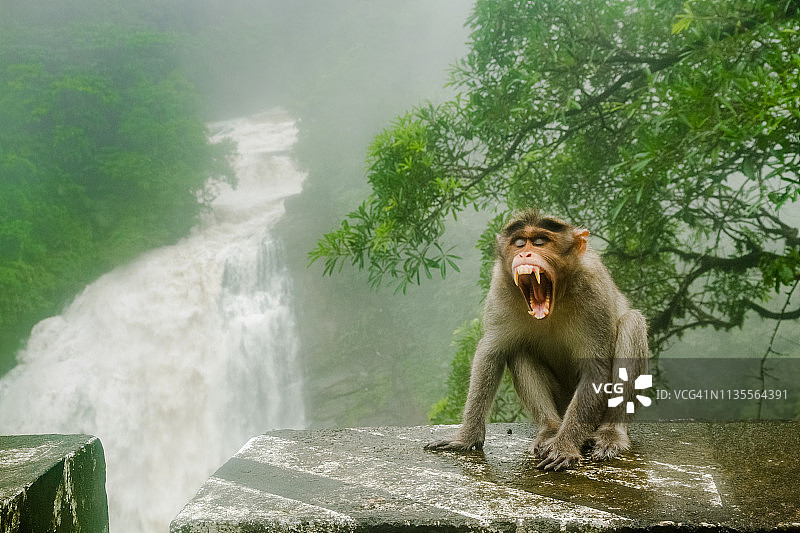 森林里露出牙齿的印度猕猴图片素材