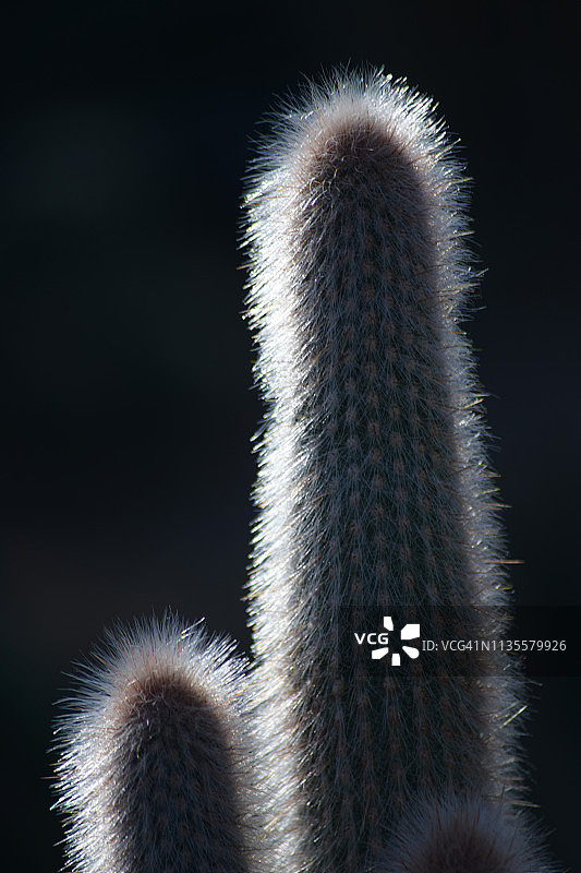 南美仙人掌春色图片素材