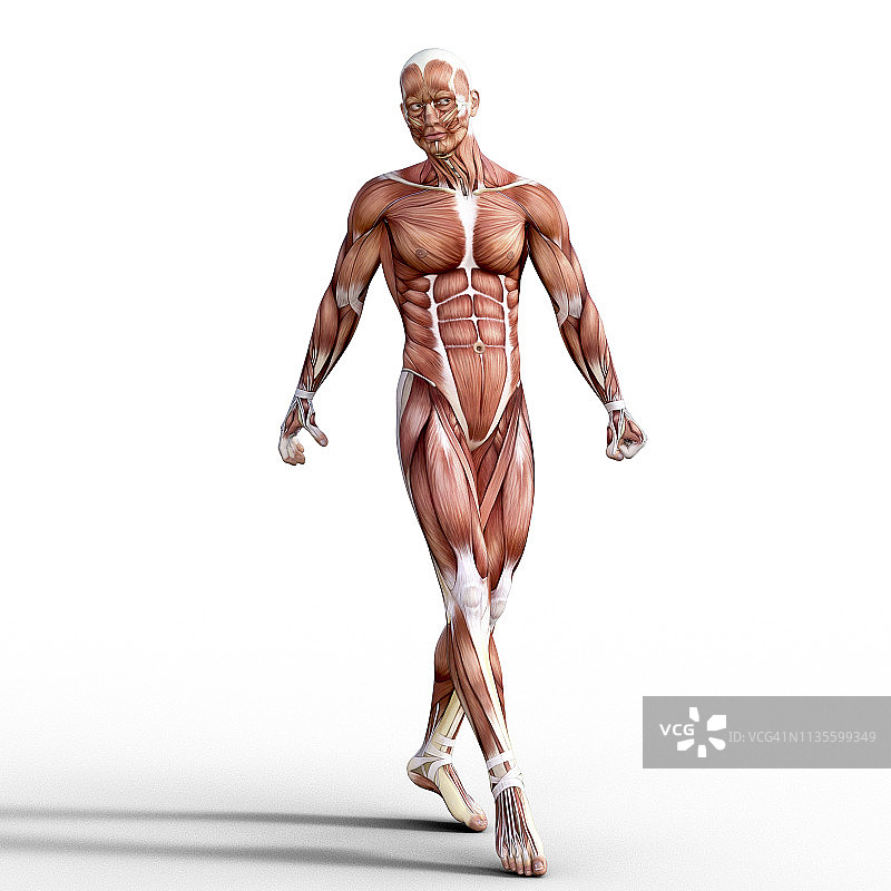 人体肌肉系统3D渲染图图片素材
