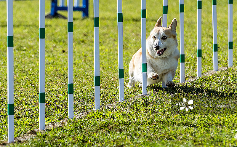 狗狗敏捷训练图片素材