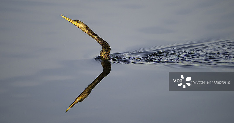 对称游动的蛇鹈图片素材