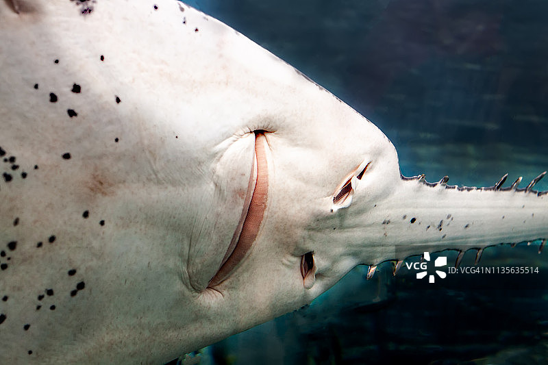 锯鳐的腹面图片素材