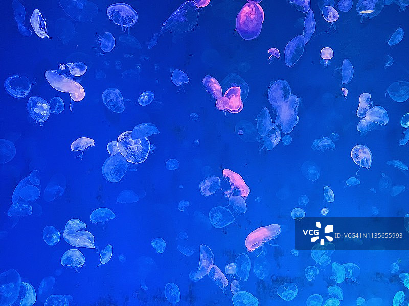 泰国水族馆中的水母特写图片素材