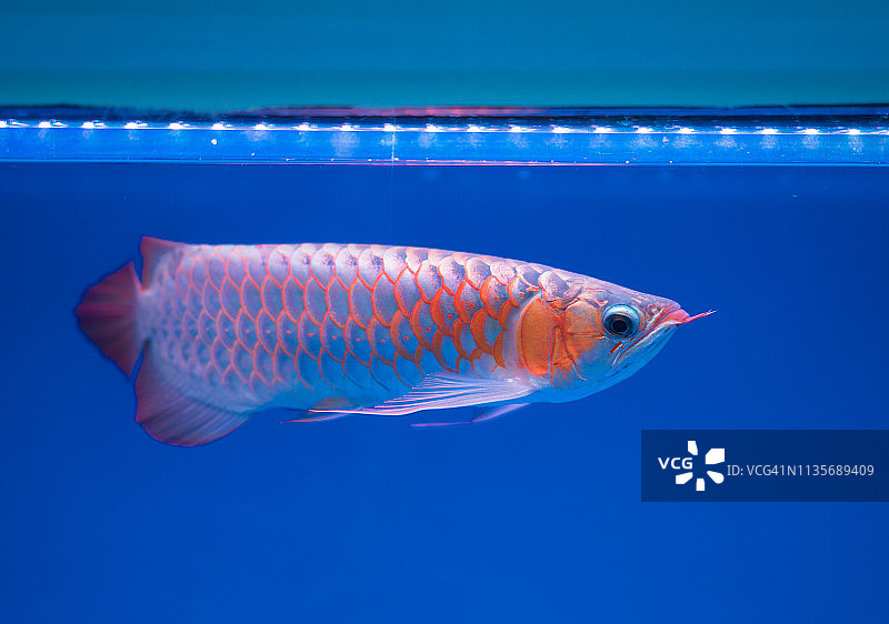 水族箱中的金龙鱼图片素材