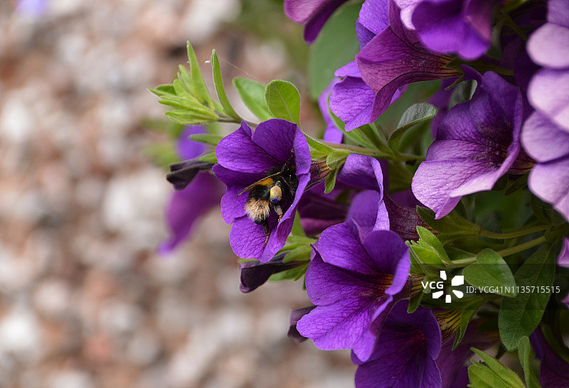 花粉篮图片素材