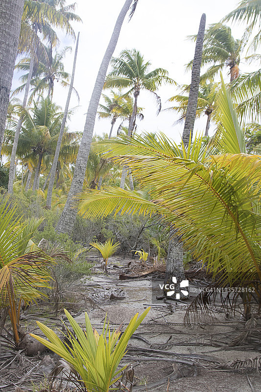 棕榈树林和椰子树图片素材