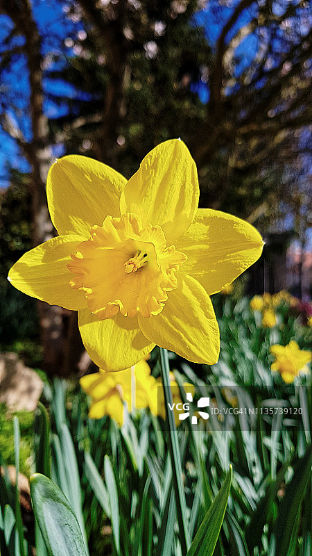 春天的第一朵花：特写风信子图片素材