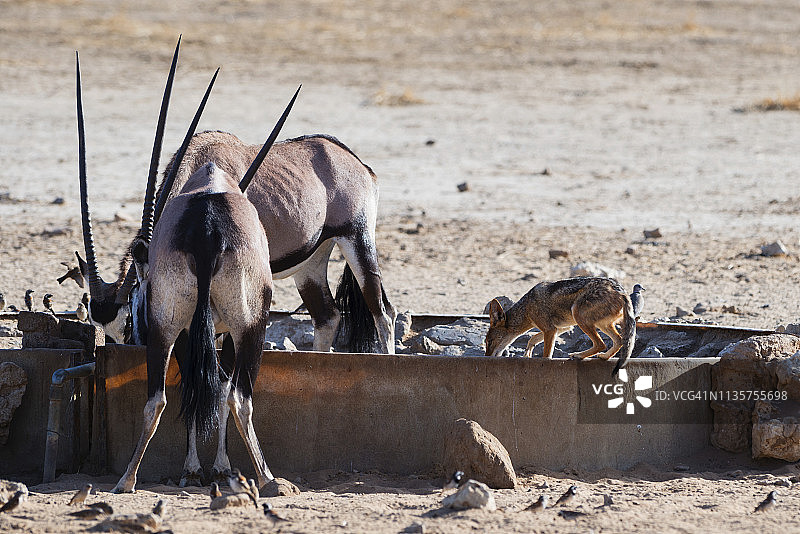 卡拉哈里沙漠水箱旁的 Gemsbok 羚羊和黑背胡狼图片素材