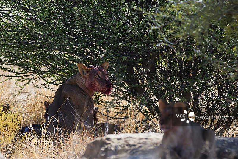 南非卡拉哈迪跨国公园：沾满鲜血的母狮图片素材