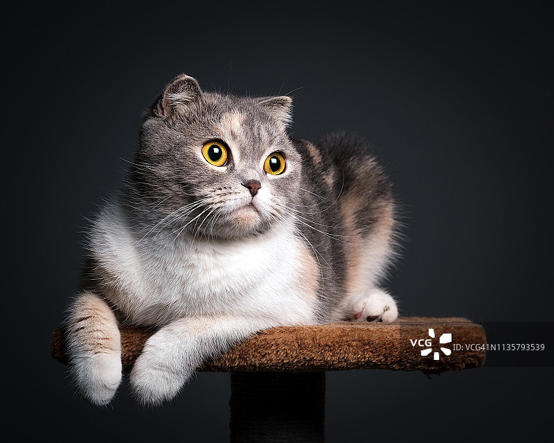 可爱纯种苏格兰折耳猫猫树写真图片素材