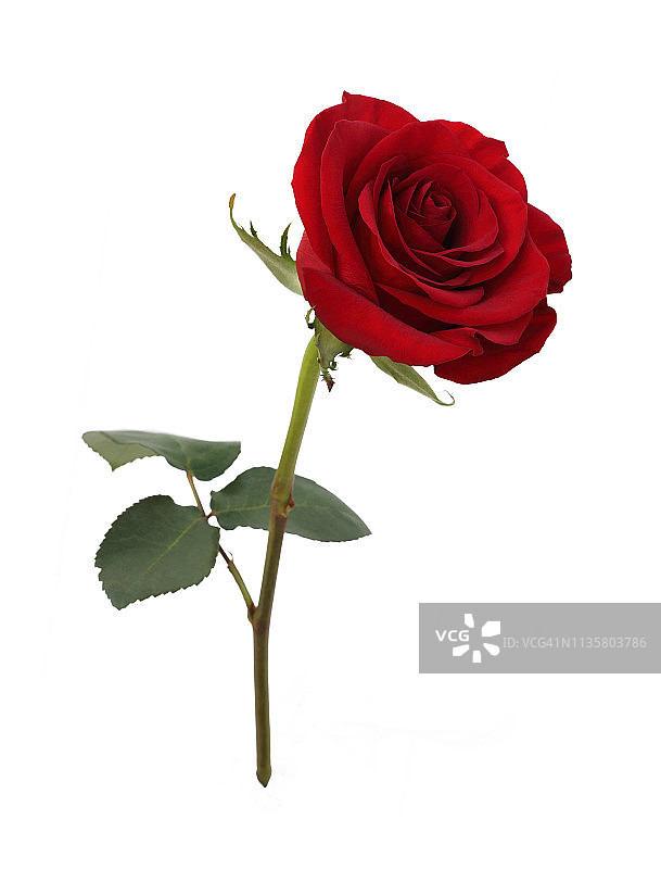 白色背景下的芬芳红玫瑰与叶子图片素材