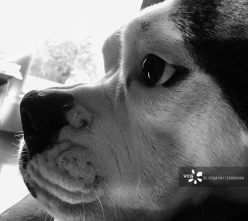 充满力量的凝视图片素材