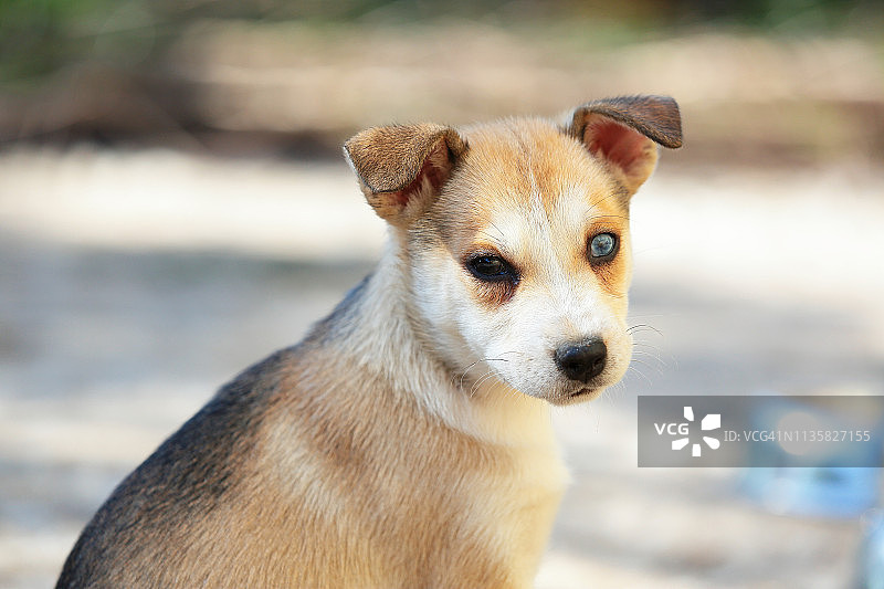 看着镜头的哈士奇幼犬图片素材