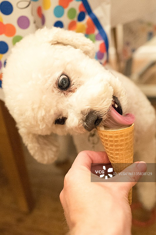 狗狗舔冰淇淋图片素材