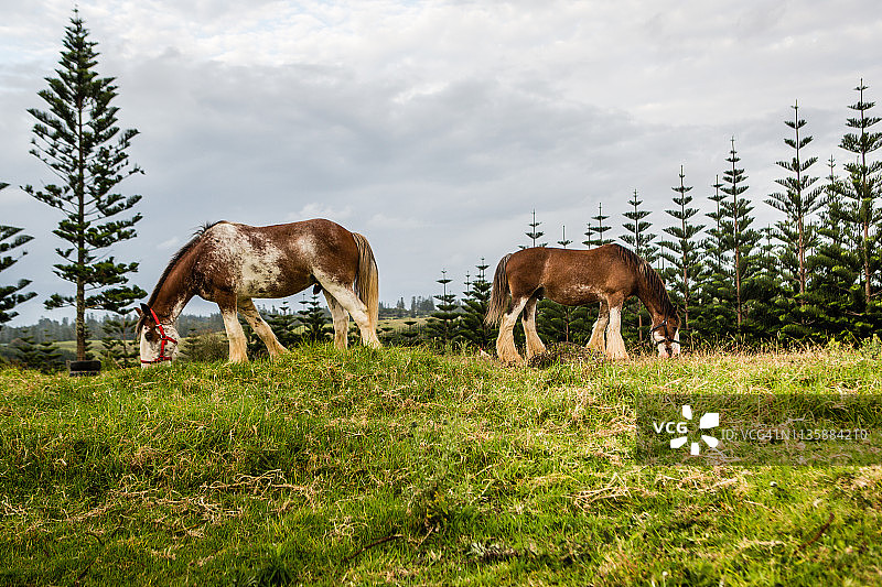 克莱兹代尔马在诺福克岛上觅食图片素材