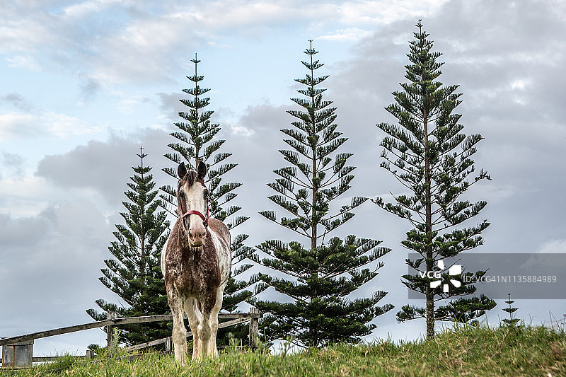 克莱兹代尔马在诺福克岛上觅食图片素材