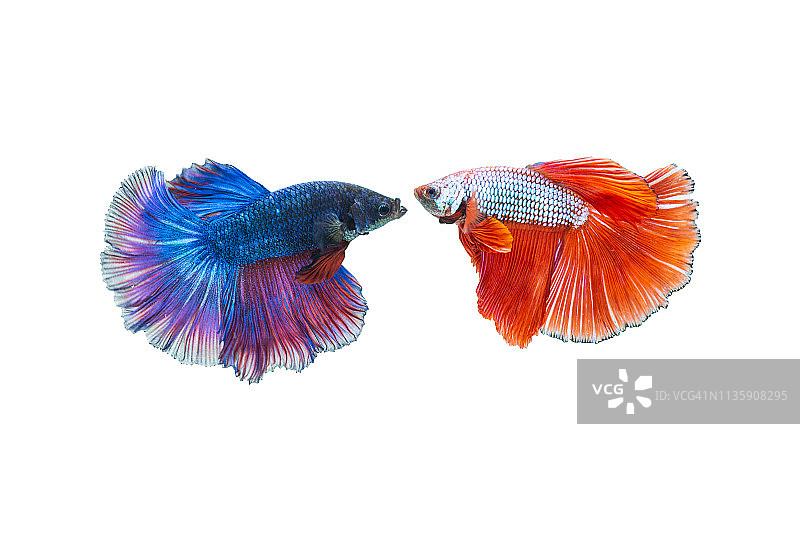 战斗的鱼图片素材