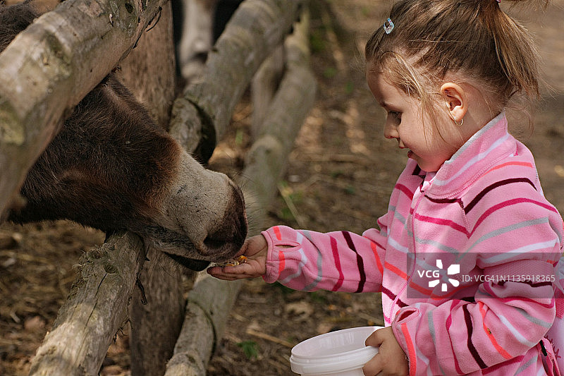 在罗马尼亚，小女孩喂马的情感活动图片素材