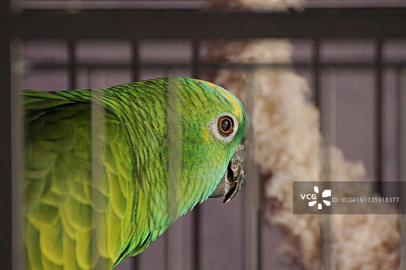 笼子里戴着手铐的彩色鹦鹉，拍摄于罗马尼亚特兰西瓦尼亚图片素材