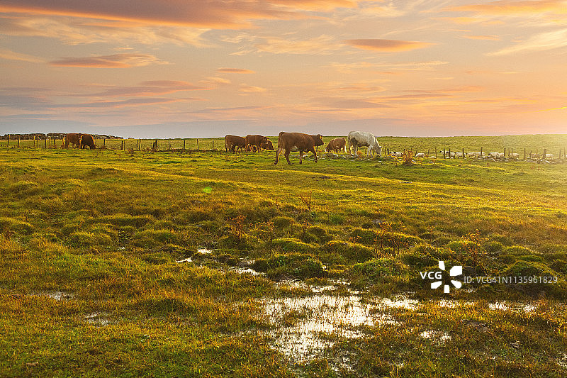 有奶牛在吃草的牧场图片素材