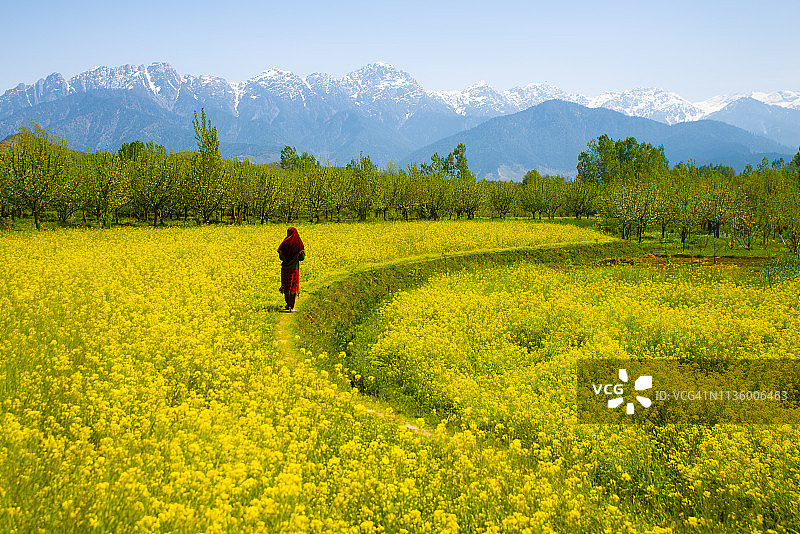 克什米尔山谷中的穆斯林克什米尔女孩（印度）图片素材