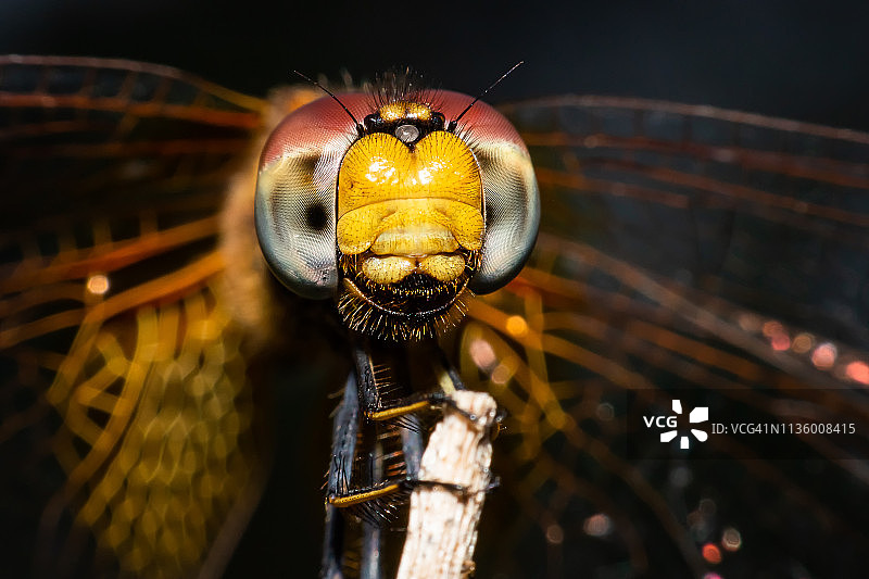栖息在美丽自然树枝上的蜻蜓图片素材