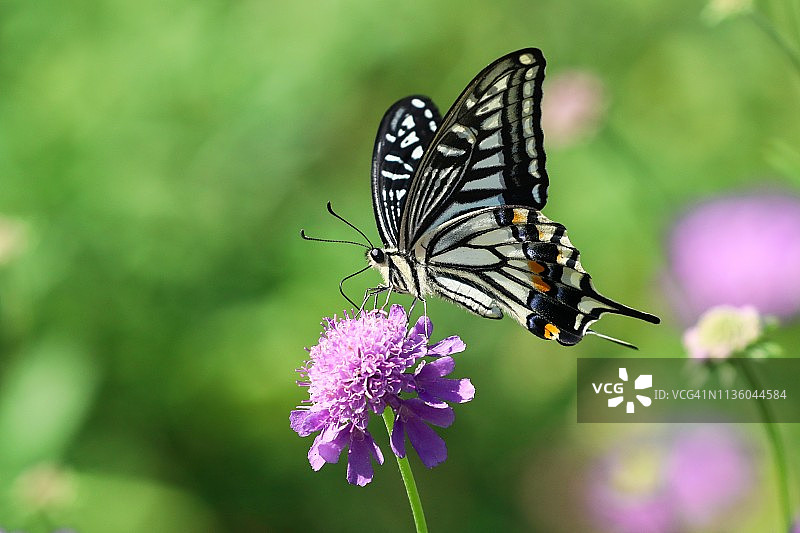 虎凤蝶爱上东北蓝盆花图片素材