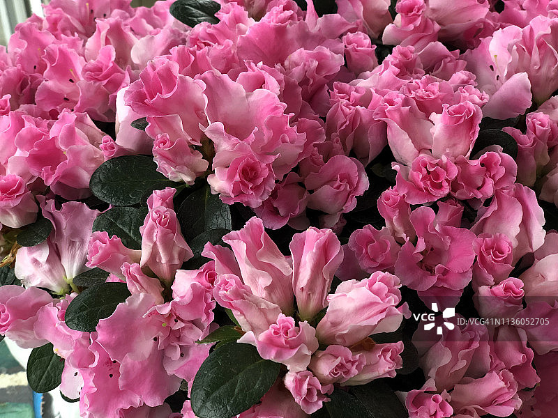 瑞士伯恩州尼道的达马斯克玫瑰特写图片素材