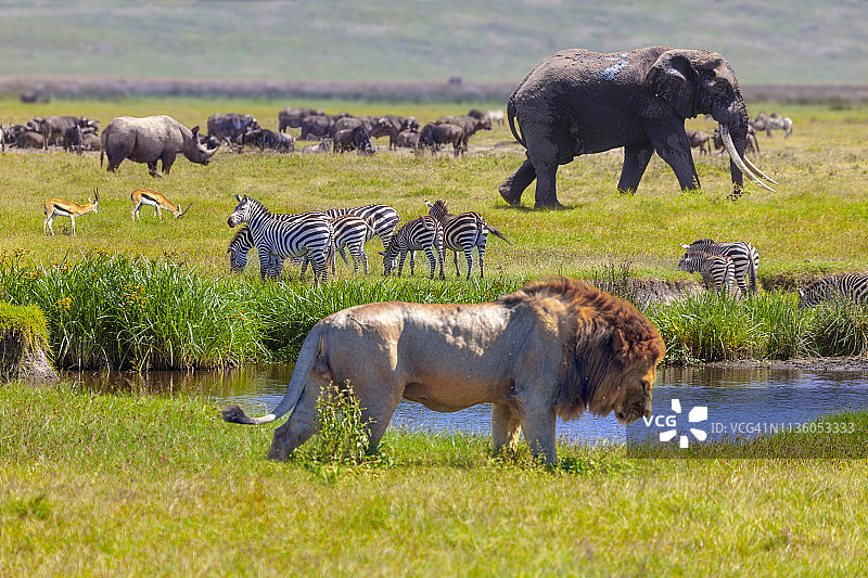 大象和狮子图片素材