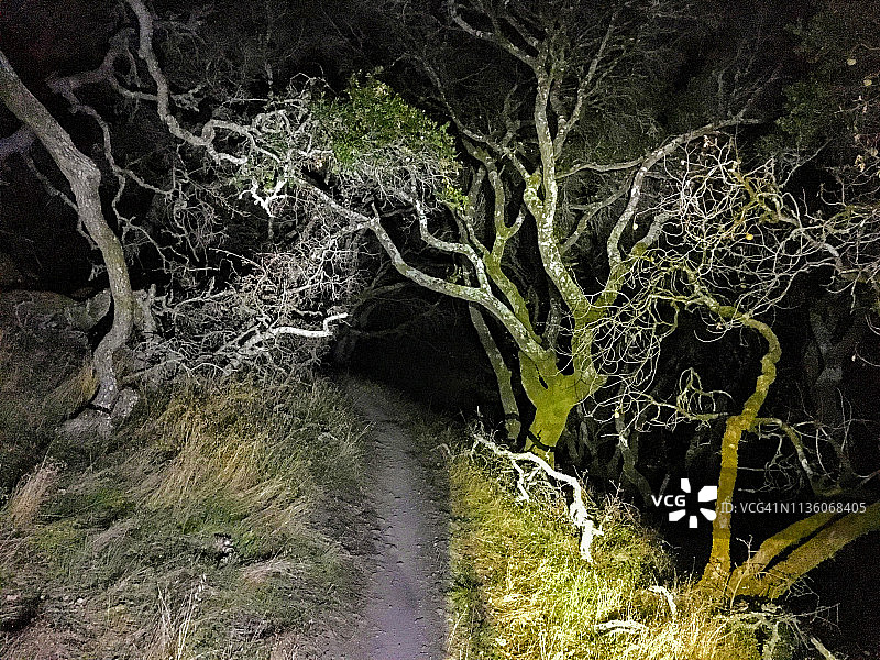 夜晚的自然小径与扭曲的橡树图片素材