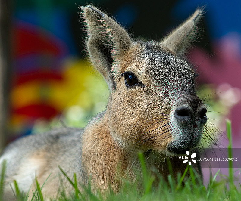 巴塔哥尼亚玛拉豚鼠 - 南美啮齿动物图片素材