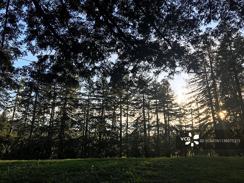 红杉林和草地图片素材