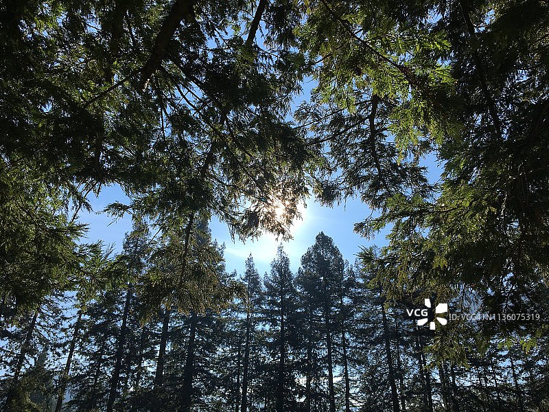 阳光穿过树枝的红杉树林图片素材