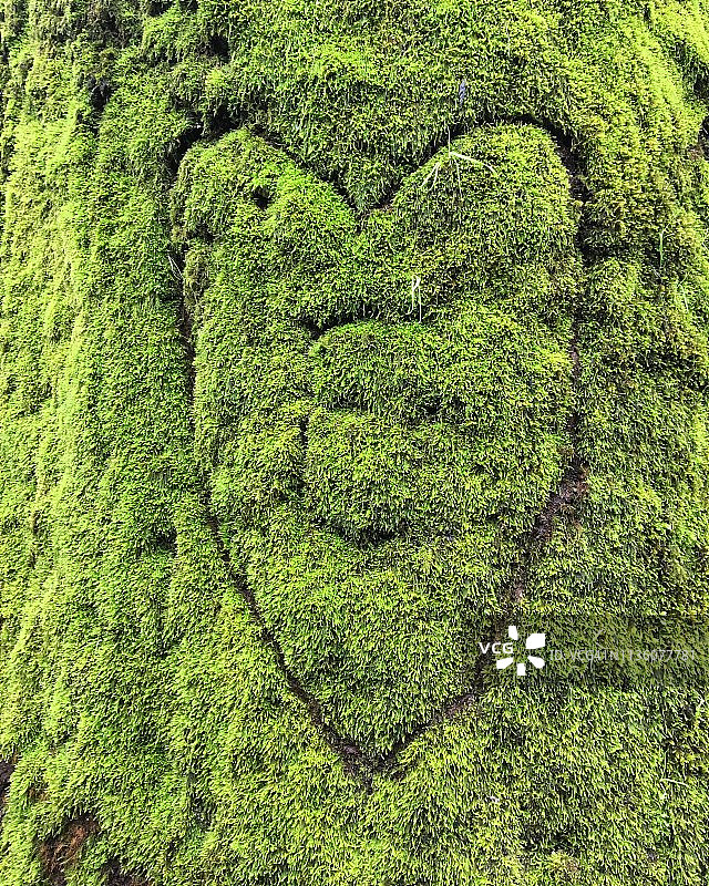 树上雕刻着E字母的心形图案，带有苔藓图片素材