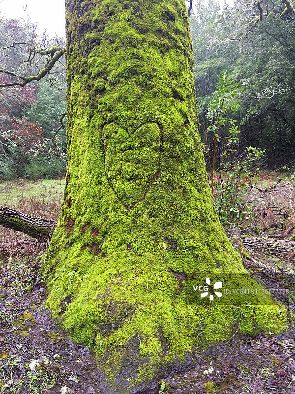 刻有心形的苔藓树图片素材