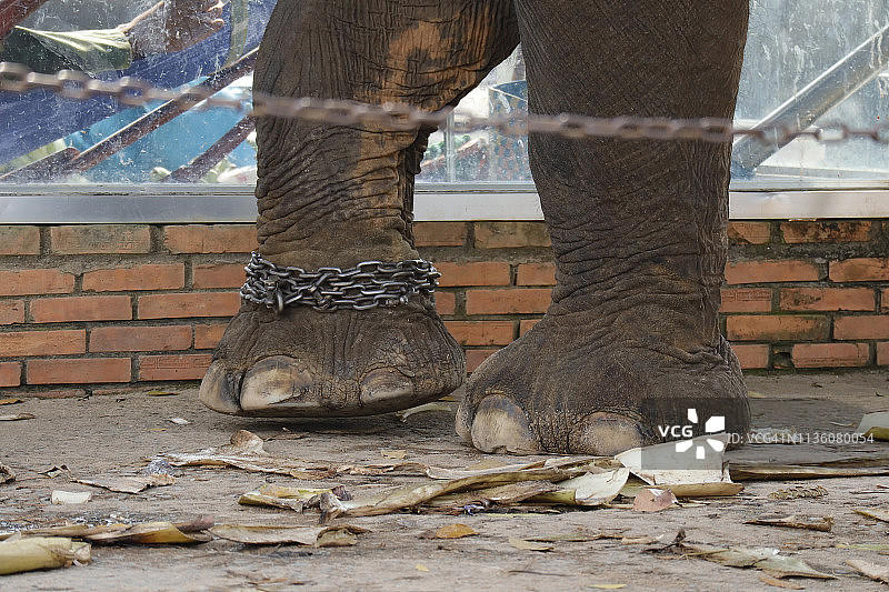 被铁链锁住的象腿图片素材