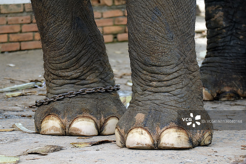 被铁链锁住的象腿图片素材