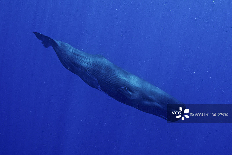 多米尼加的蓝色大海中游泳的抹香鲸图片素材