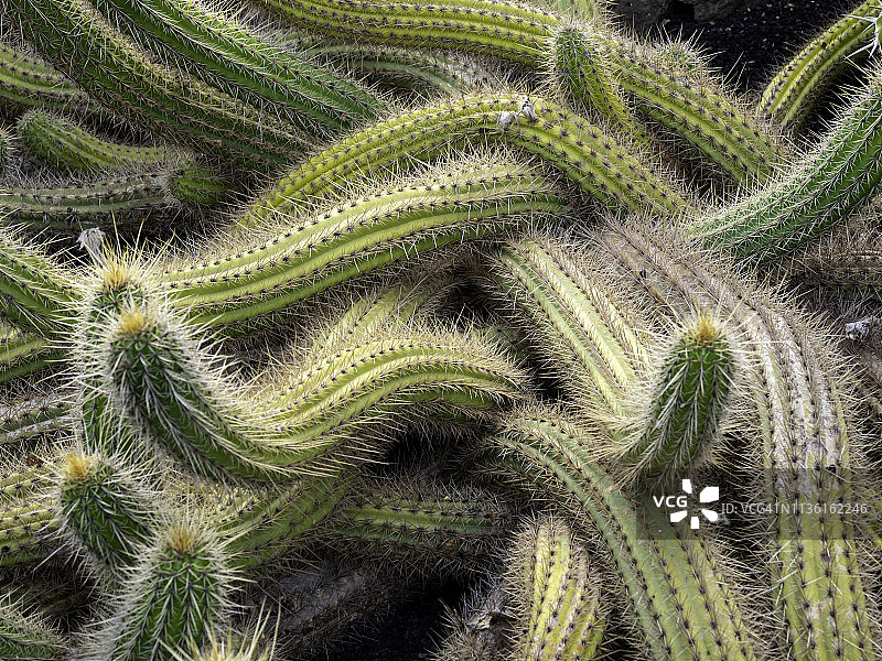 火山黑土地上的宽刺金琥图片素材