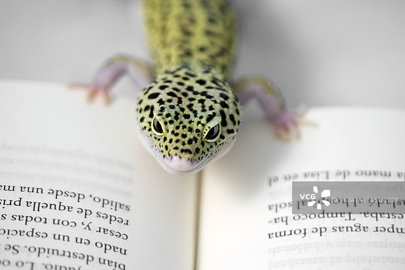 阅读书籍的动物图片素材