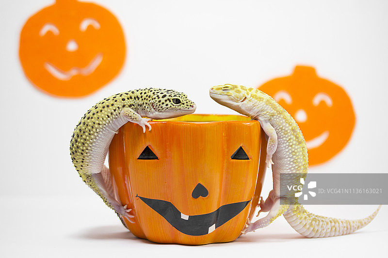 万圣节南瓜里的蜥蜴图片素材